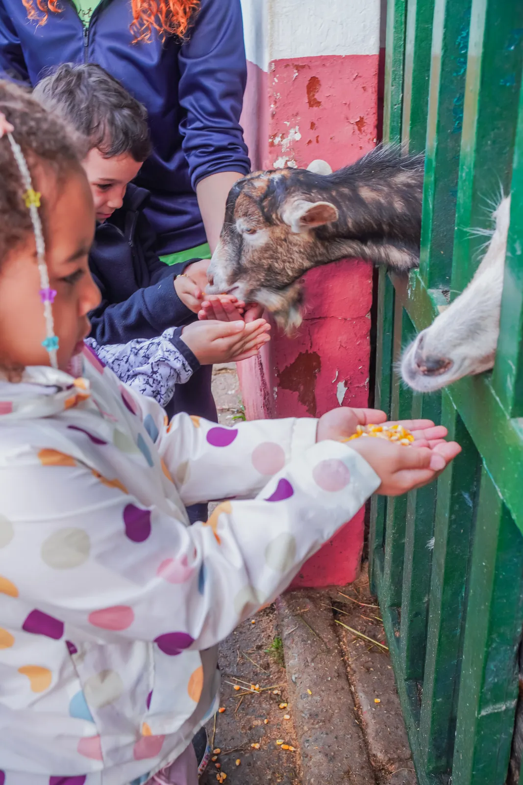 Criança dando comida aos cabritos da fazendinha